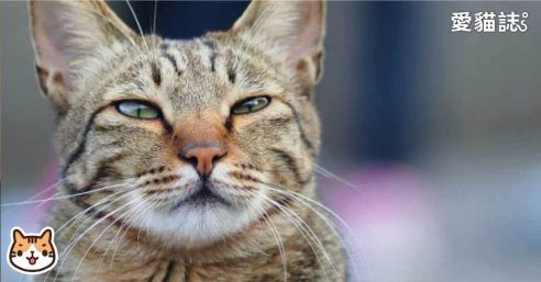 【愛貓誌】貓狗過敏嗎? 5招教你輕鬆解決過敏及弓漿蟲,弓形蟲問題