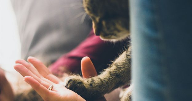 訓練貓咪的6個重點